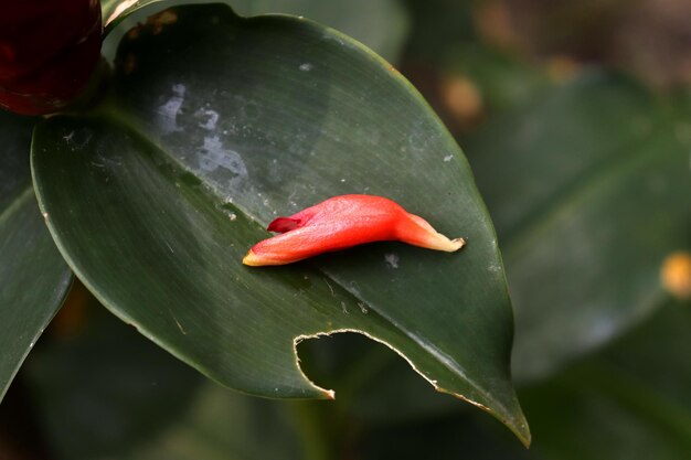 The leaves have interesting details.
