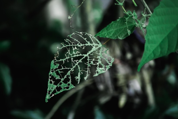 The leaves have many holes from being eaten by caterpillars.