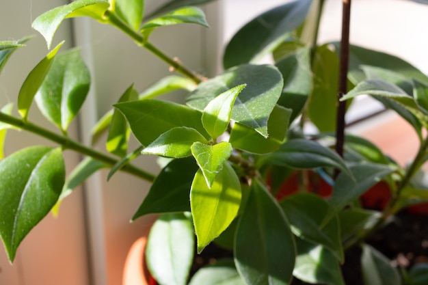 Leaves of a house plant in sunlight