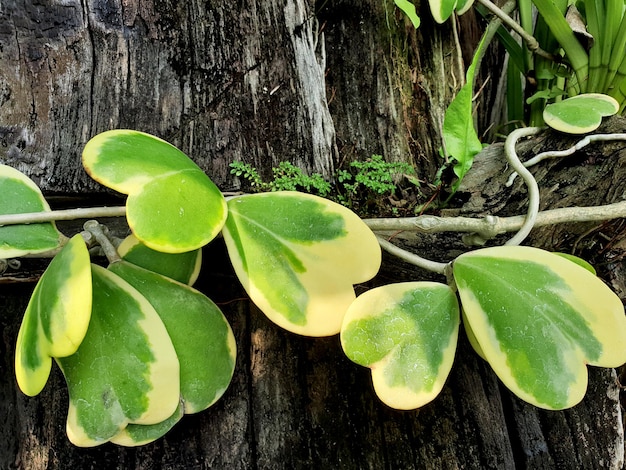 Leaves of hoya Kerrii Craib on nature background