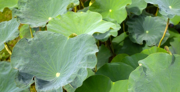 Leaves of lotus in the pond