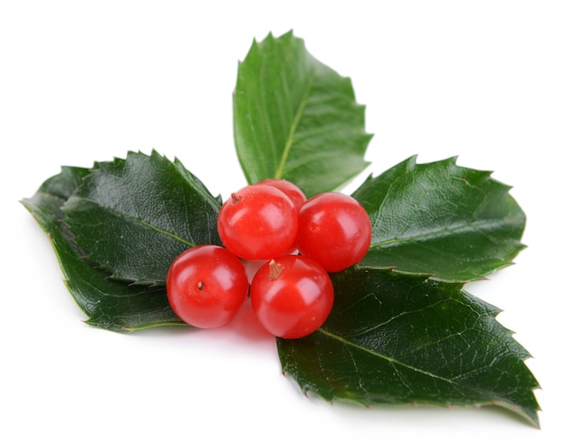 Leaves of mistletoe with berries isolated on white