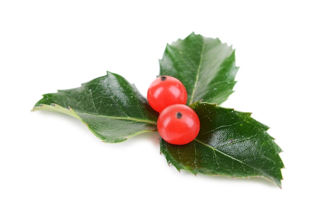 Leaves of mistletoe with berries isolated on white