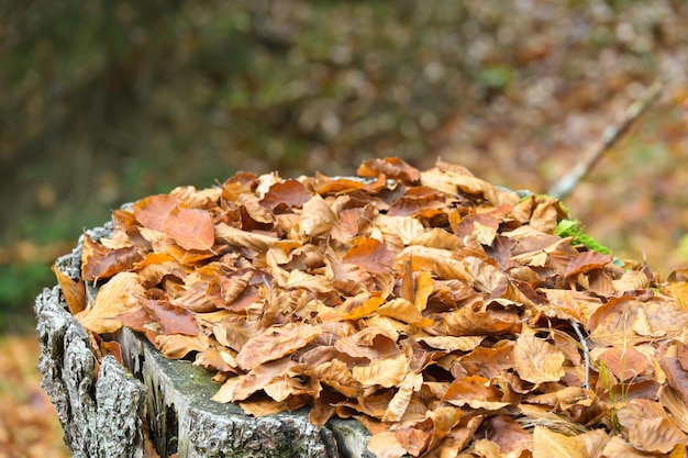 Leaves and moss over the bark of the tree in autumn