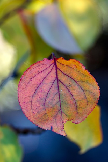 leaves in an orchard fall theme season concept