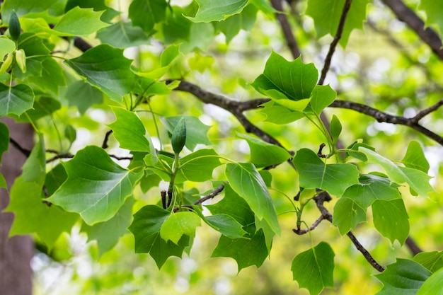 Leaves of ornamental tree Liriodendron tulipifera in original form