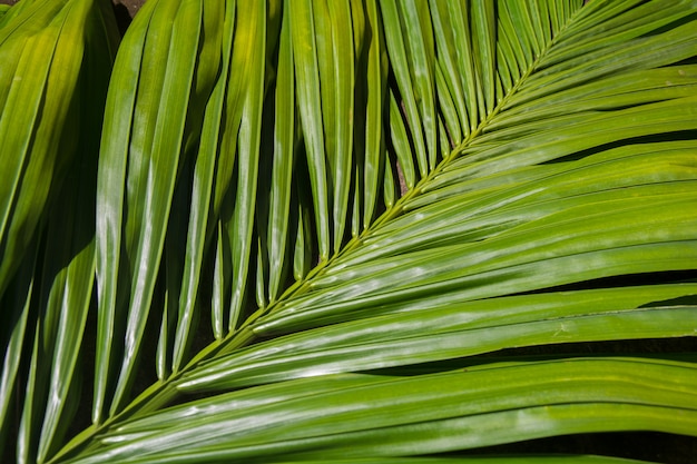 Leaves palm green background