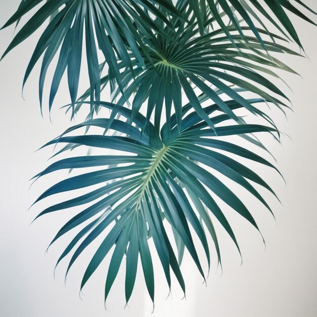 Photo the leaves of a palm tree swaying gracefully in a tropical breeze