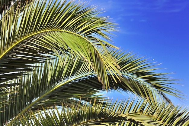 Leaves of a palm tree 