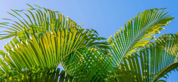 The leaves of palm trees and the blu sky Summer background