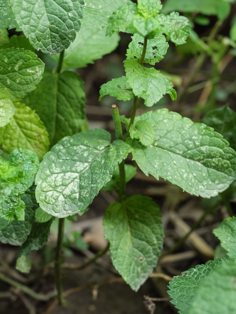 The leaves of the plant are affected by the fungal disease powdery mildew.