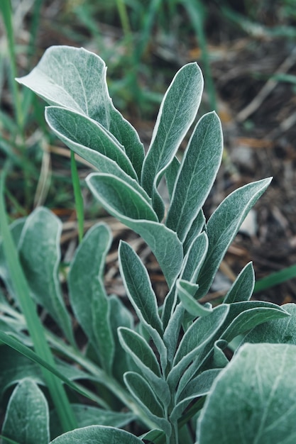 Leaves of the plant Lambs Ears.