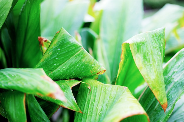 Leaves plant with sunlight.