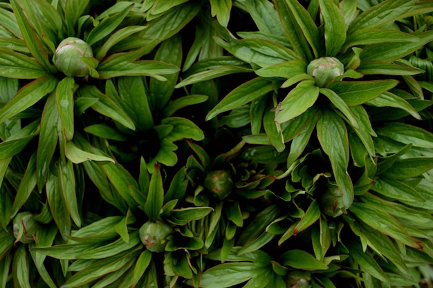 Leaves of the plant