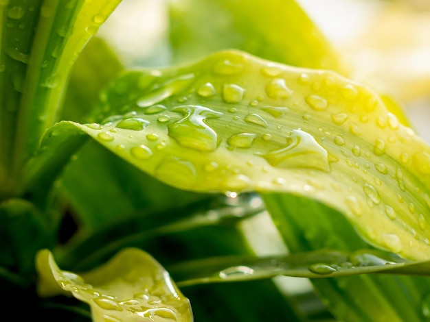 Leaves Raindrops