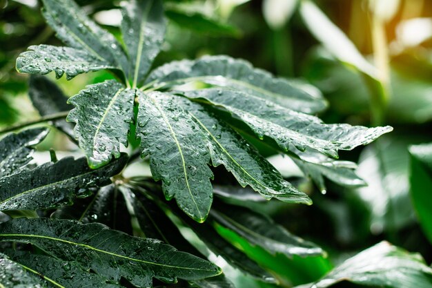 leaves in rainy season.