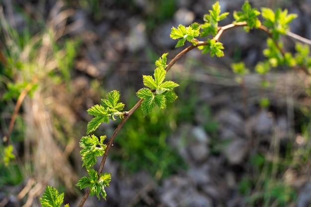 The leaves on the raspberry bush bloomed in spring