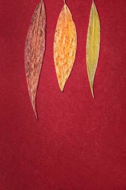 Photo leaves on red background