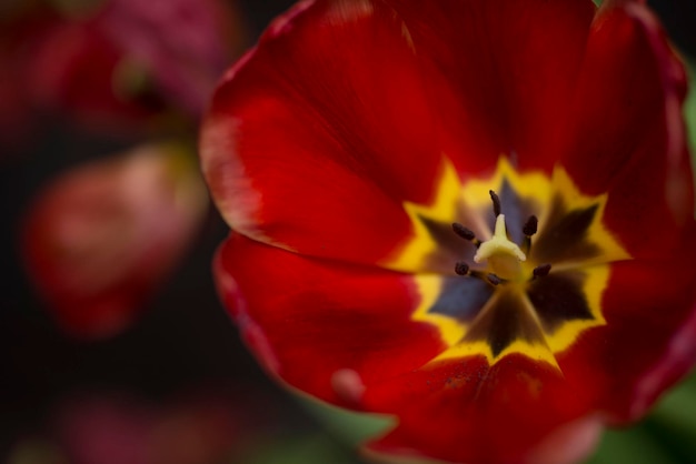 Leaves And Red Glitter Background, Red Tulip With Glitter Background