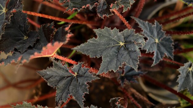 The leaves of the red velvet begonia plant are unique in the form of a dark red star