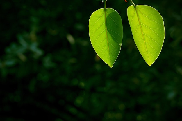 Leaves in reflection to the natural light during the day