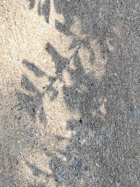 Leaves shadow background on wooden floor texture leaves tree branches shade with sunlight