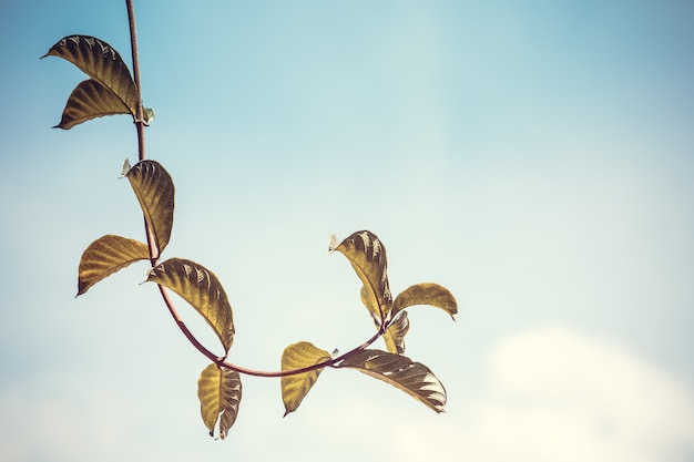 Leaves on sky background 