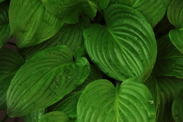 Leaves of Spathiphyllum cannifolium abstract green dark texture nature background tropical leaf