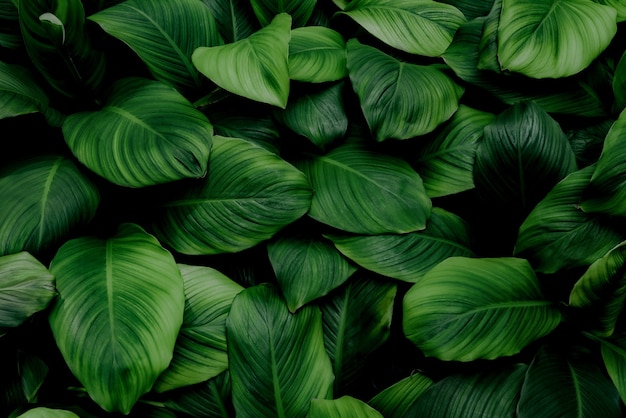 leaves of Spathiphyllum cannifolium abstract green dark texture nature background tropical leaf