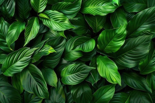 leaves of Spathiphyllum cannifolium abstract green texture nature background tropical leaf