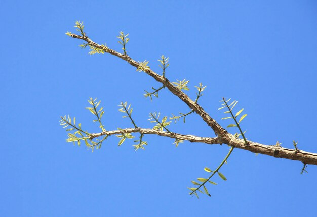 Leaves sprouting on branches