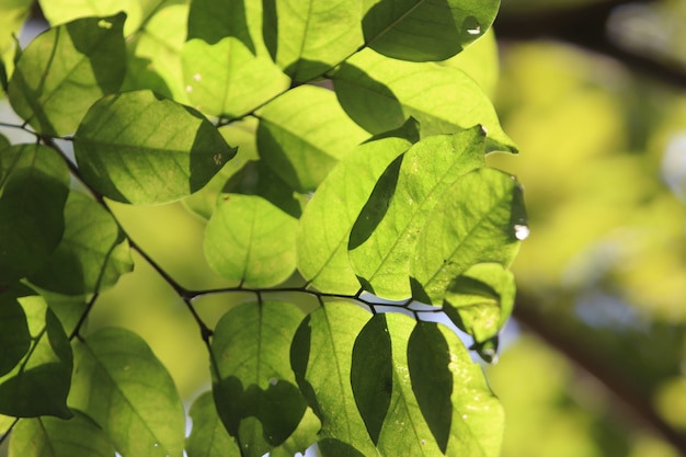 Leaves texture background in summer garden