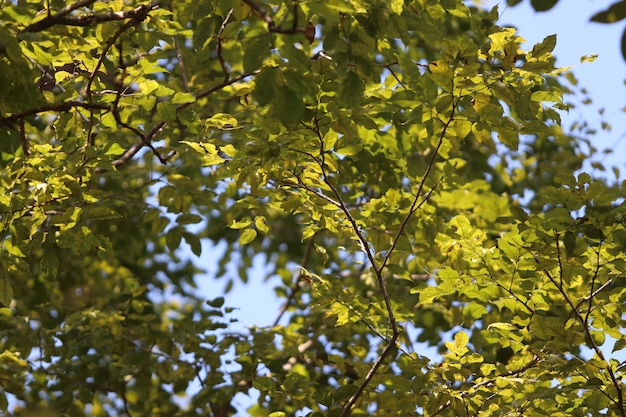 Leaves texture background in summer garden