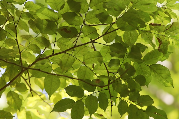 Leaves texture background in summer garden