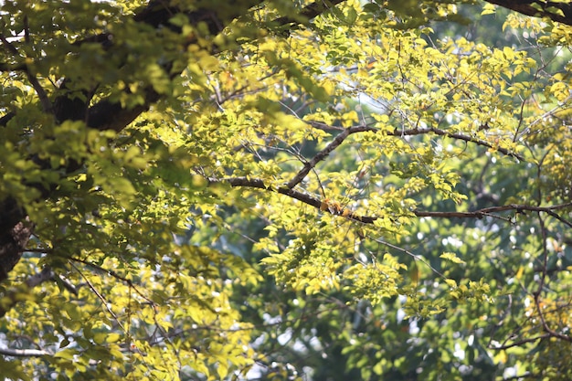 Leaves texture background in summer garden