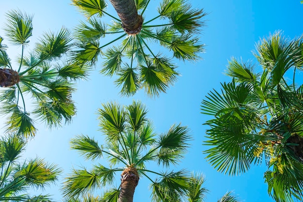 Leaves and tops of palm tree against blue sky Washingtonia robusta strong Exotic tropical palm trees at sunny day summer view from bottom up