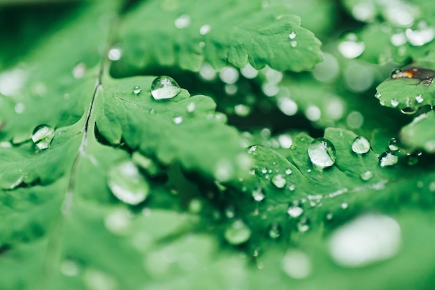 Leaves of a tree with water droplets