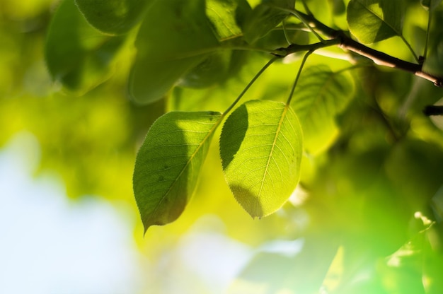 Leaves on a tree