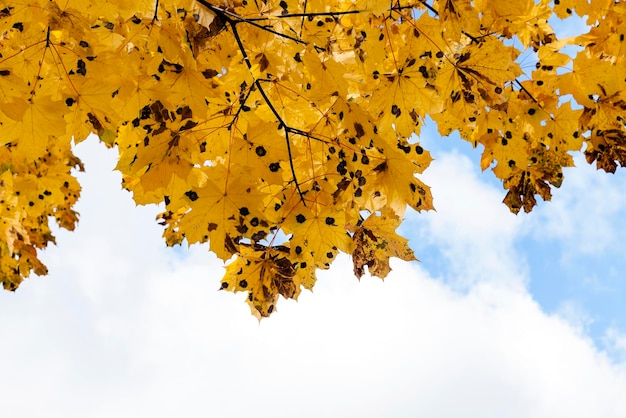 Leaves on trees autumn