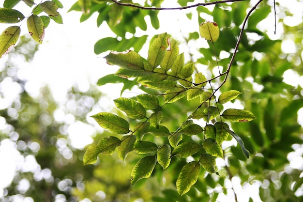 Leaves Tropical forest trees texture background wallpaper