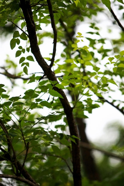 Leaves Tropical forest trees texture background wallpaper