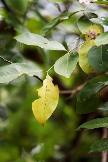 Leaves Tropical forest trees texture background wallpaper