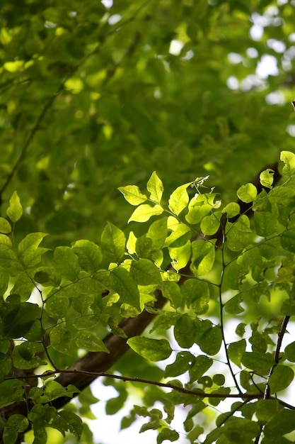 Leaves Tropical forest trees texture background wallpaper