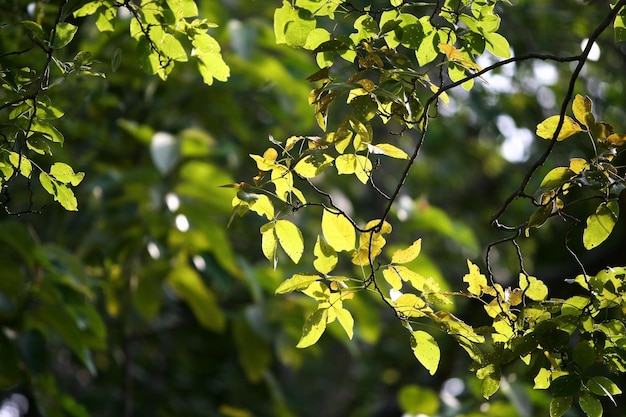 Leaves Tropical forest trees texture background wallpaper