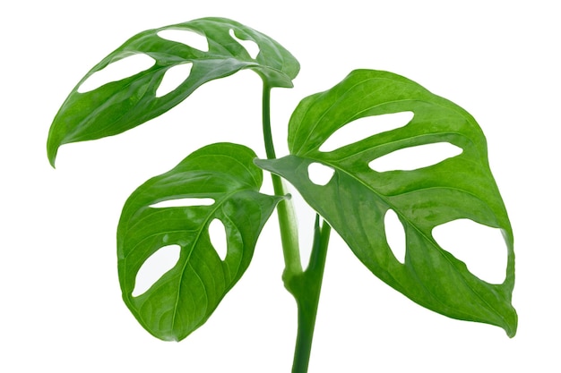 Leaves of tropical plant Monstera Adansonii also called Monstera Monkey isolated on a white background High details macro shot image