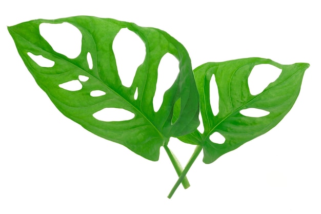 Leaves of tropical plant Monstera Adansonii also called Monstera Monkey isolated on a white background High details macro shot image