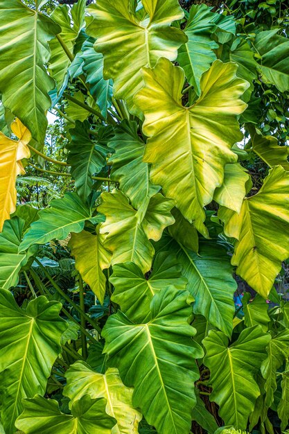 leaves of tropical plants in the rain forest of Southeast