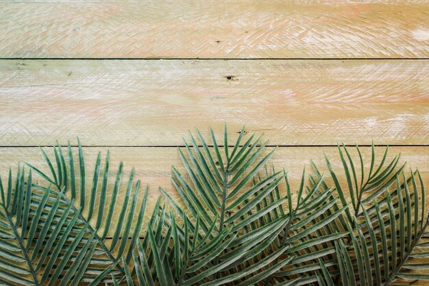 leaves tropical tree on wooden floor 