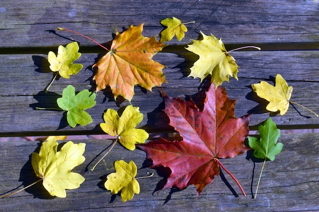 Leaves of various types of maple with autumn colors on a wooden table