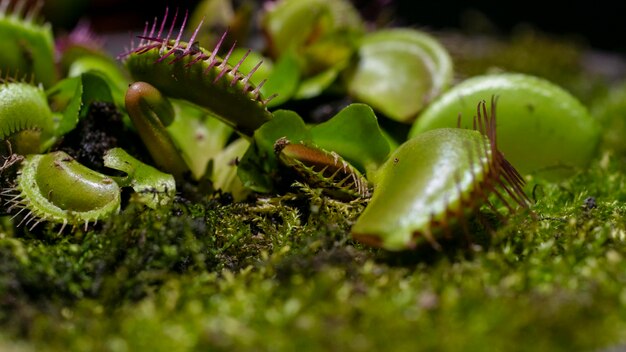 Leaves of venus flytrap Bright carnivorous plants exotic insect eating plants Natural background